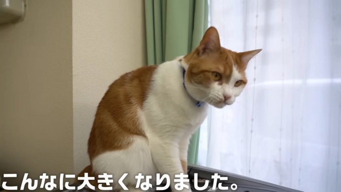 座る猫