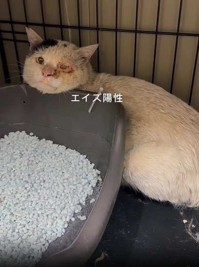 トイレの後ろにいる猫