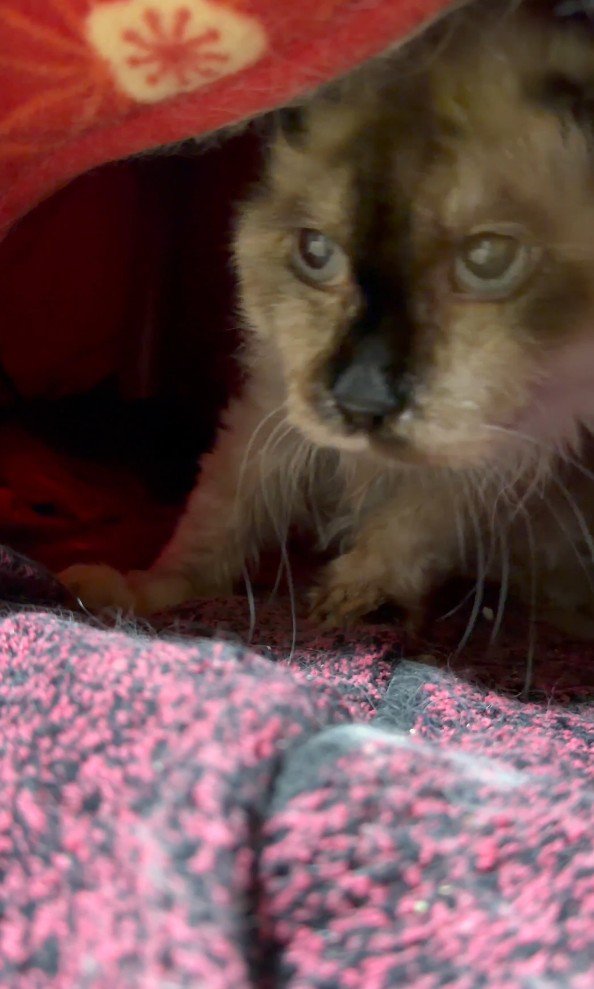 こたつから出てくる猫