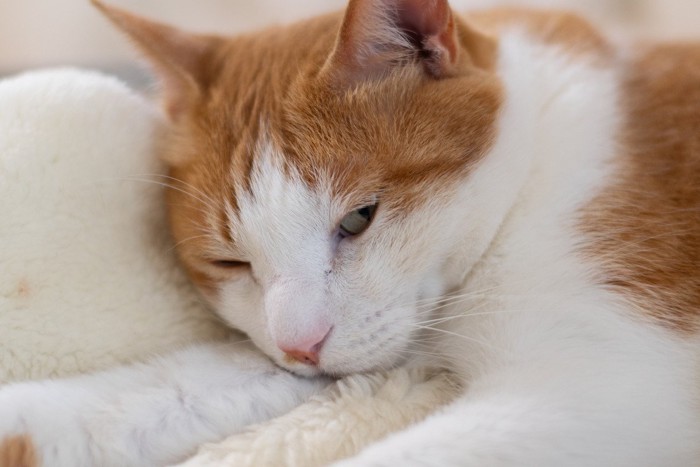 薄目を開けて寝ている猫