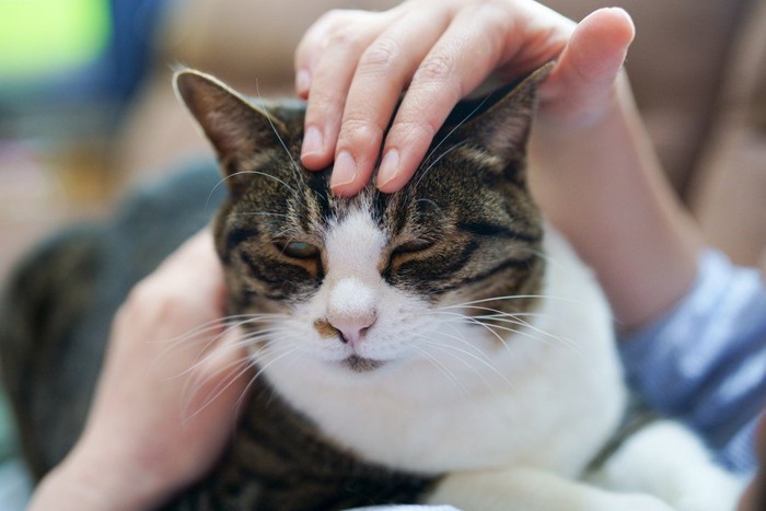 胸の上に座って頭を触られている猫