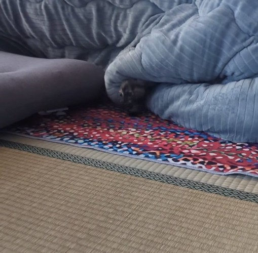 子猫が留守番している部屋