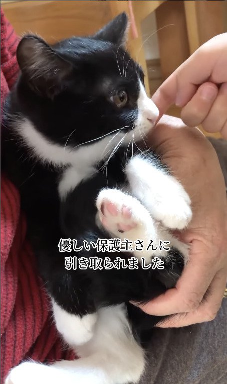 顔を触られる猫