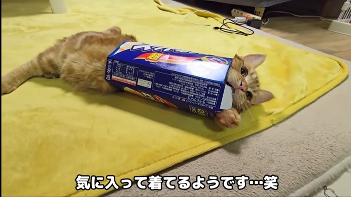 気に入って