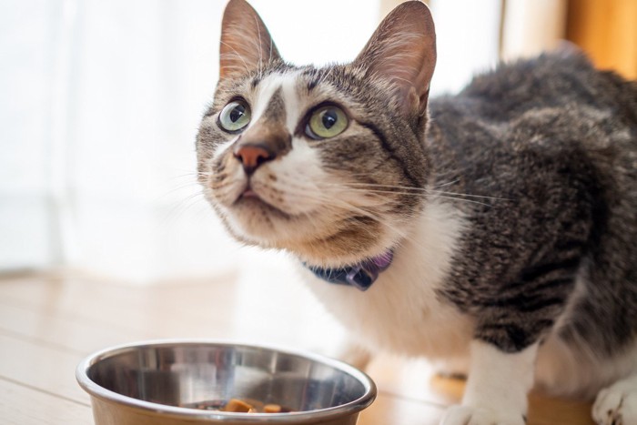 キャットフードを食べながら見上げる猫