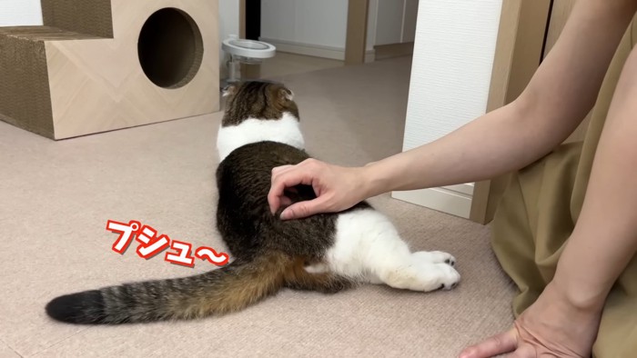 猫の後ろ姿