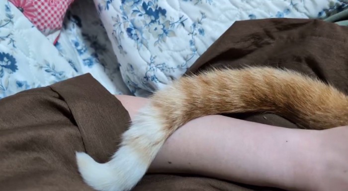 寝そべっている飼い主の腕にしっぽを絡める猫