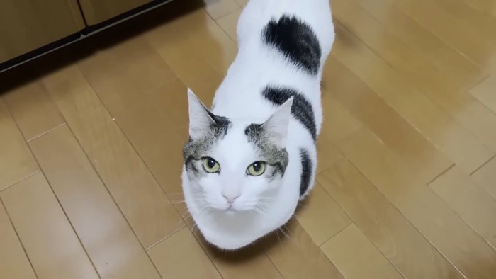 こちらを見上げる姿