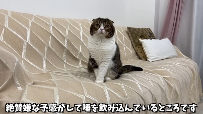 おすわりする猫