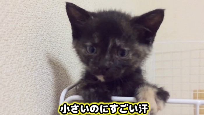 出ようとする猫