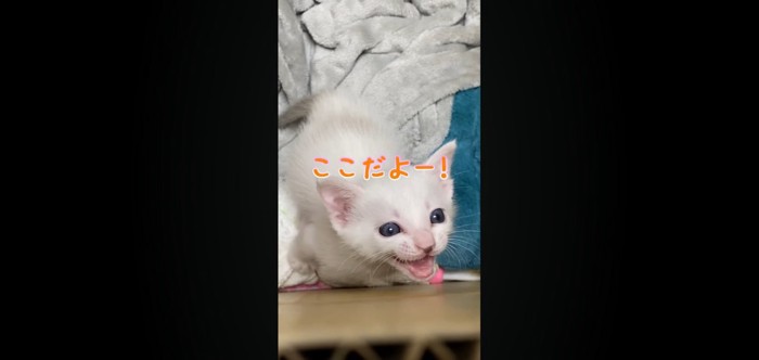 ここだよー!