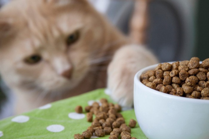 キャットフードを前肢で落とそうとしている茶トラ