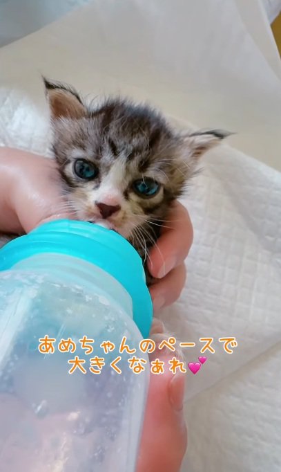 ミルクを飲んでいる子猫