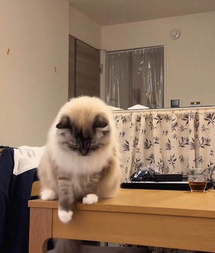 逃げていく猫を見つめる猫