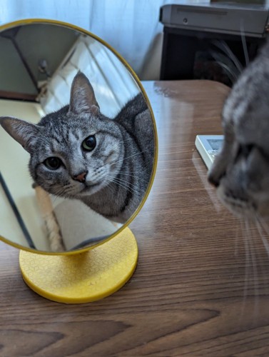 鏡越しにカメラを見る猫