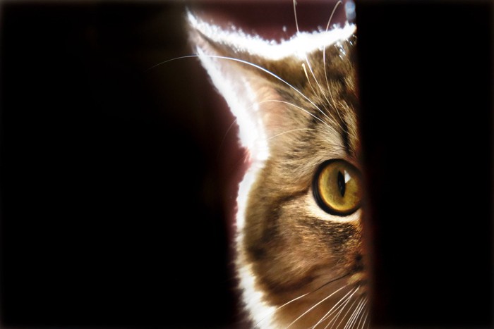 顔が半分だけ出す猫