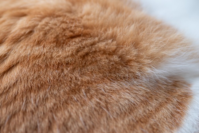 猫の毛並