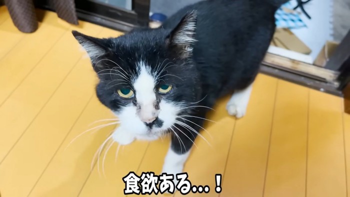 カメラ目線の野良猫