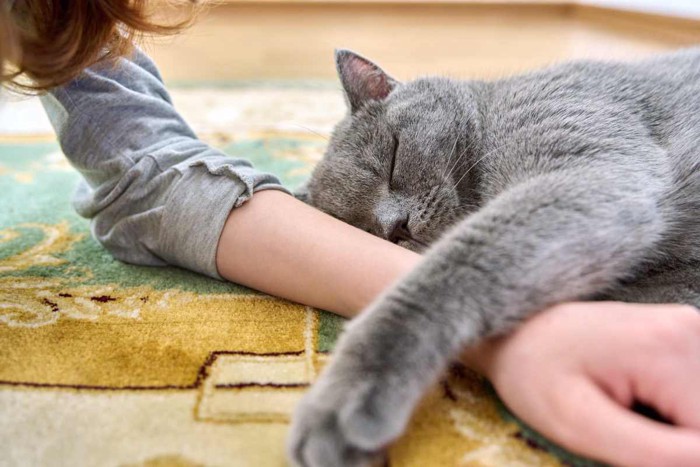 飼い主さんの腕に抱き着いて眠る猫