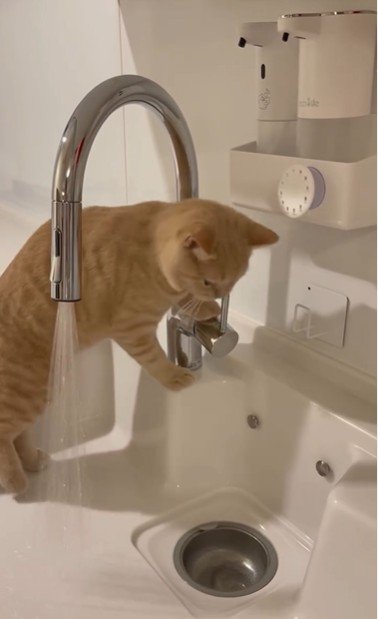 流しに立っている猫