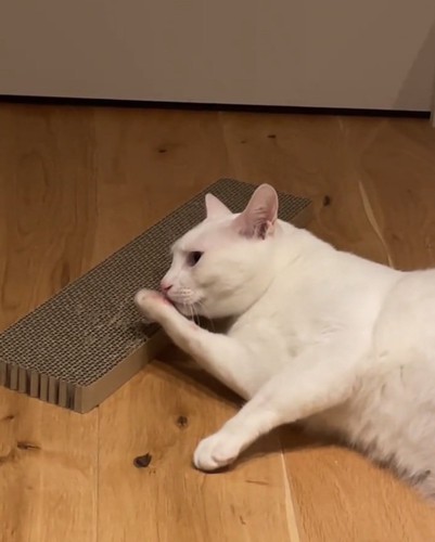 匂いを嗅ぐ猫