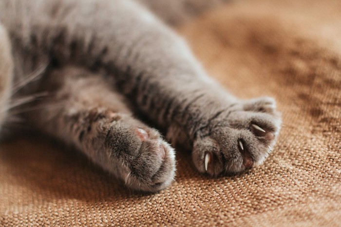 猫の足