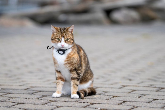 トラッカー装置をつけた猫