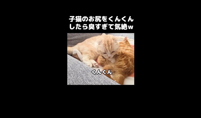 くんくん3