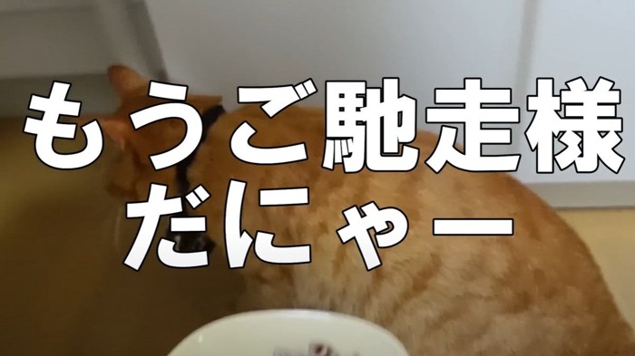 立ち去る猫