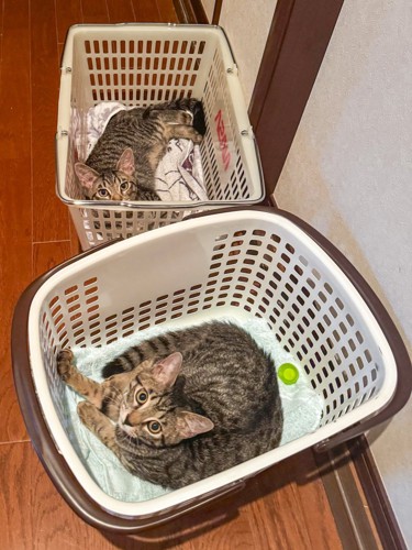 それぞれのカゴの中に入ってくつろぐ、2匹のキジトラ猫