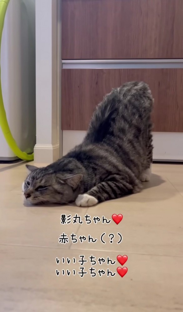 さらにお尻を上げる猫