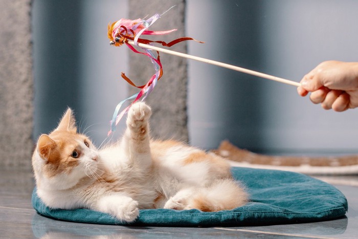 猫じゃらしで遊ぶ猫