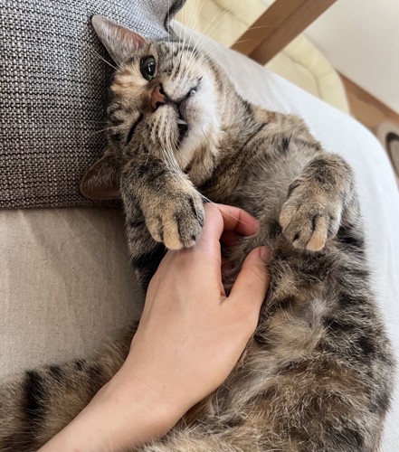 嬉しそうな猫