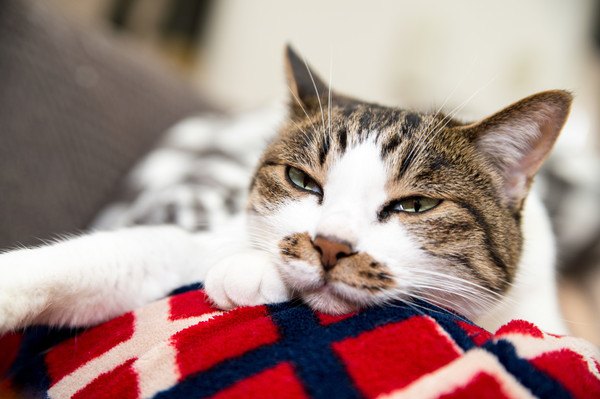 赤い毛布で眠そうな猫