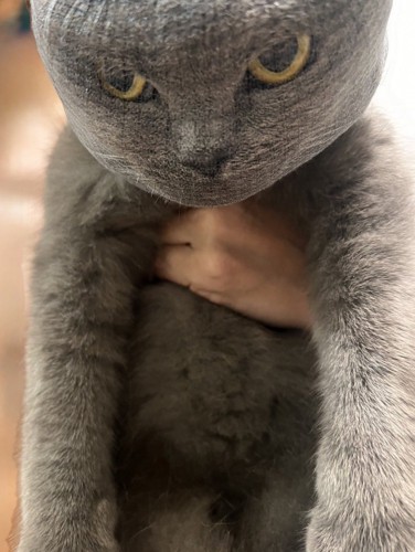 排水溝ネットを被った猫