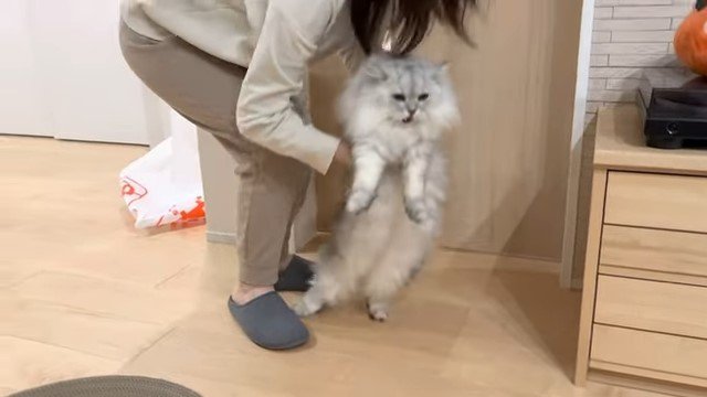 猫を抱き上げる女性