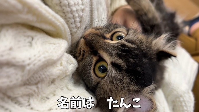 抱っこされている猫