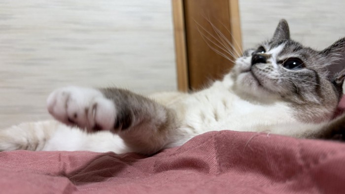不満そうに天井を見上げる猫