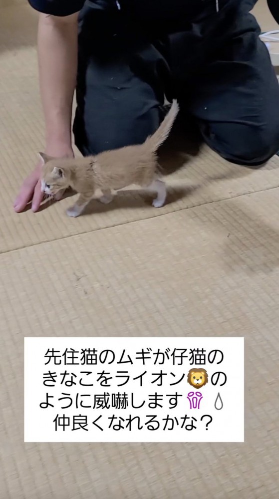 尻尾をピンと立てて歩く猫