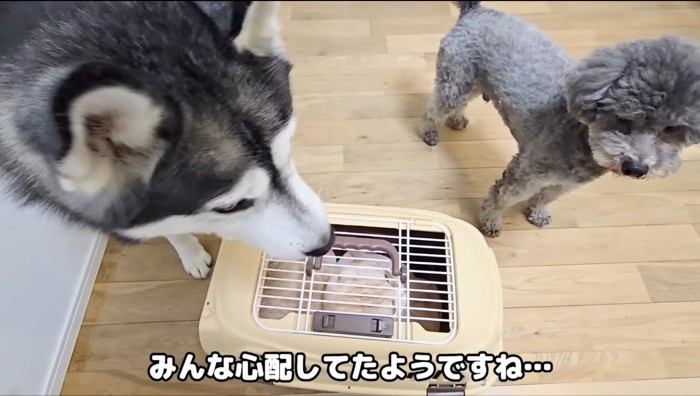 玄関に集まる2頭の犬