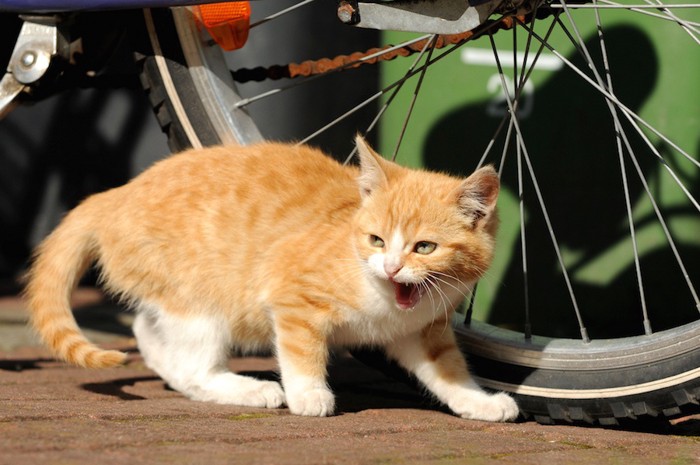 シャーと威嚇する猫