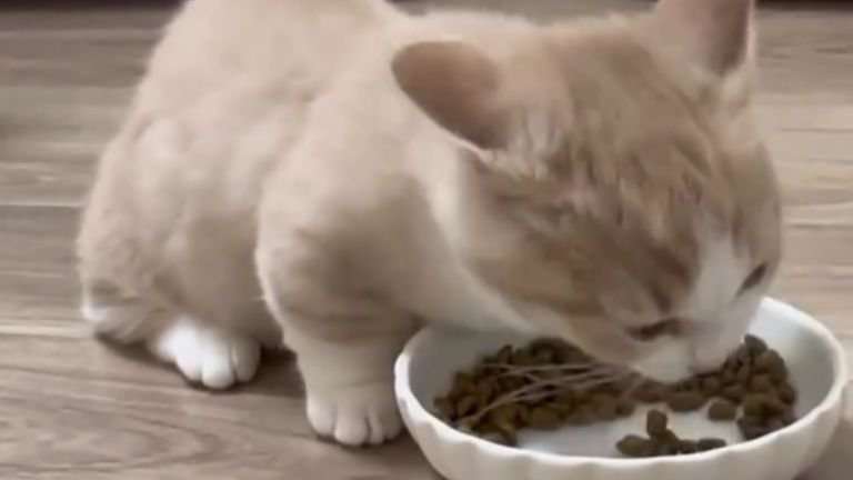 ご飯を食べている猫