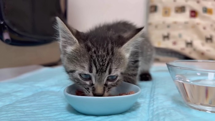 とろける目で食べる子猫