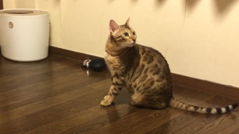 部屋を見渡す猫