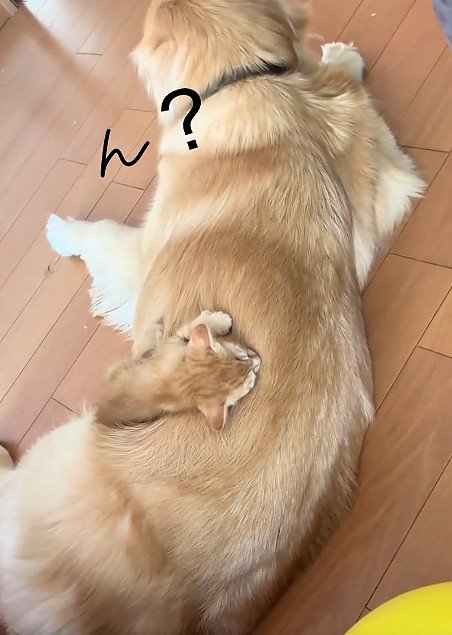 犬の背中で眠る子猫