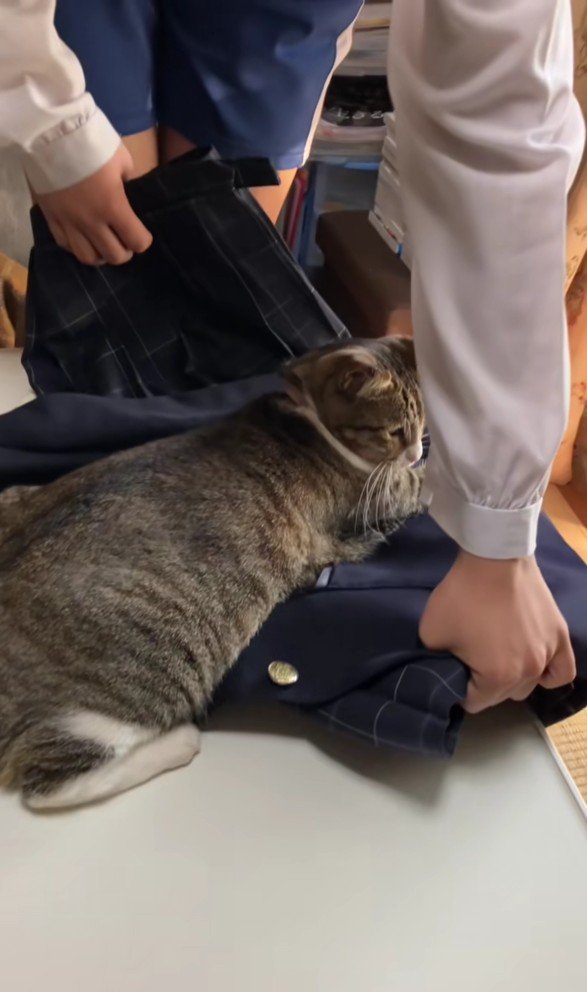 制服を押さえ込む猫