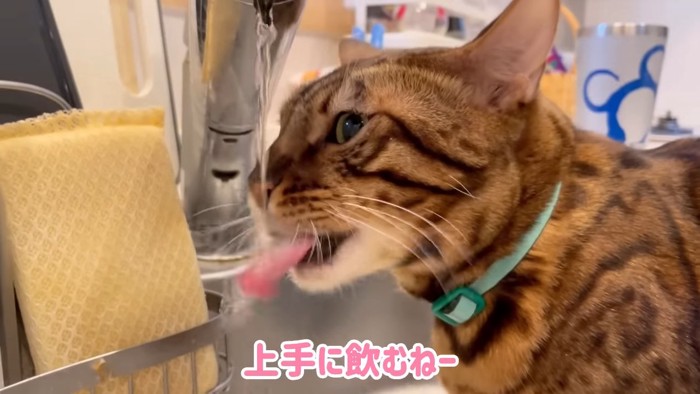 蛇口から水を飲む猫