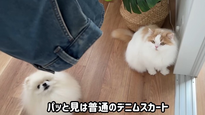 デニムスカートを眺める猫と犬