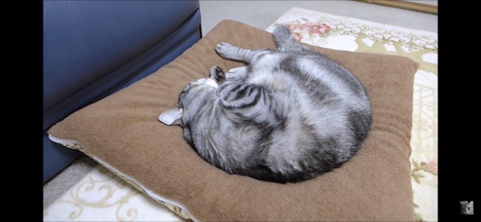 丸まって眠る猫