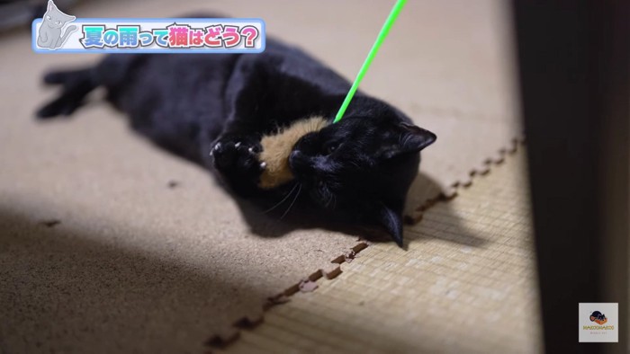 オモチャにじゃれる黒猫